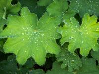 Frauenmantel Blätter